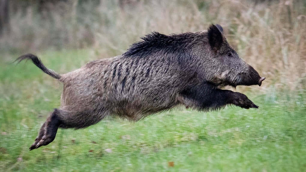 Wild Boar in the Forest
