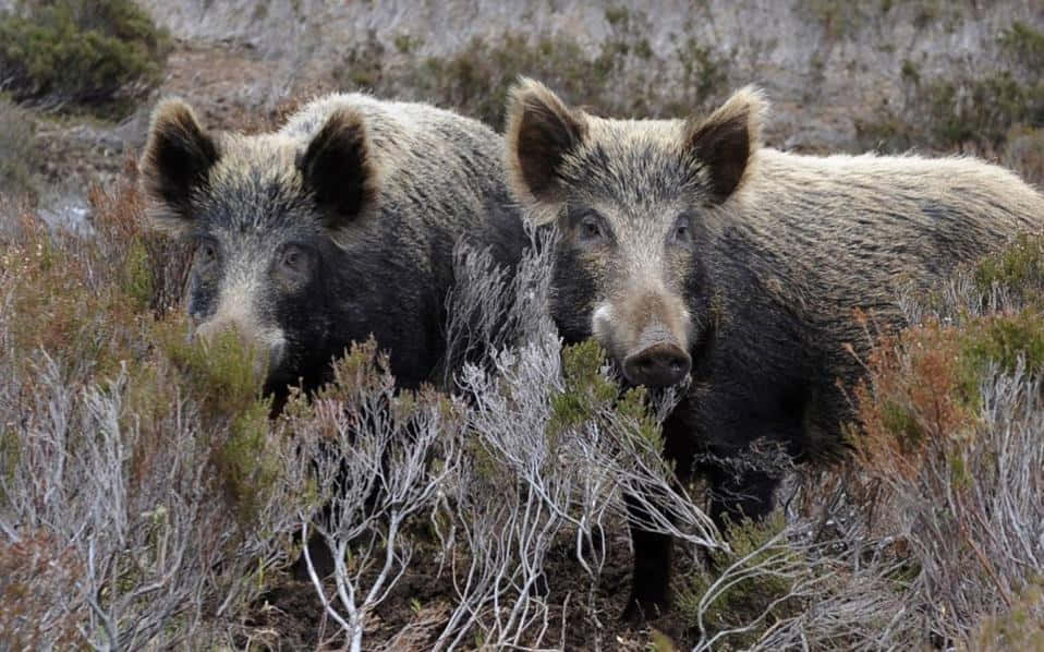 Vildsvinspringer Genom En Vacker Natur