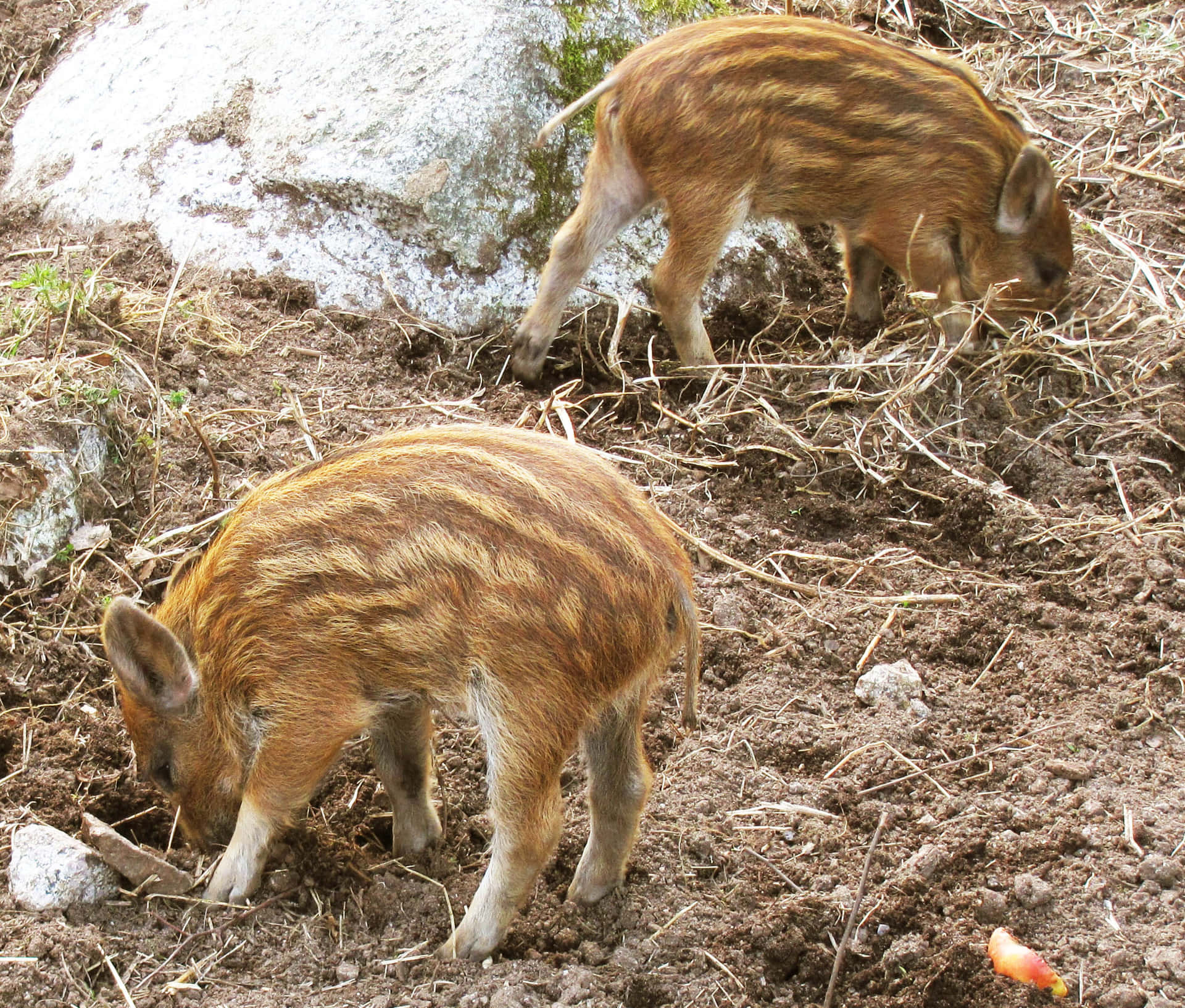 A group of Wild Boars in the forest