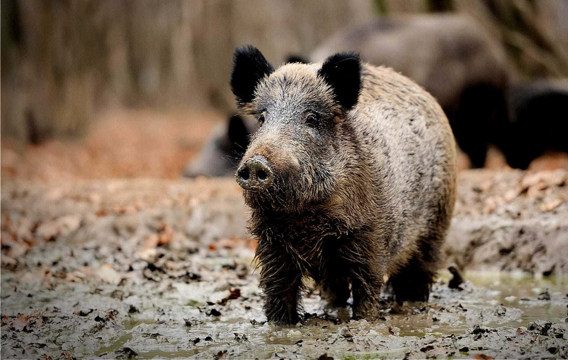 "A Wild Boar Always Hungry for Adventure"