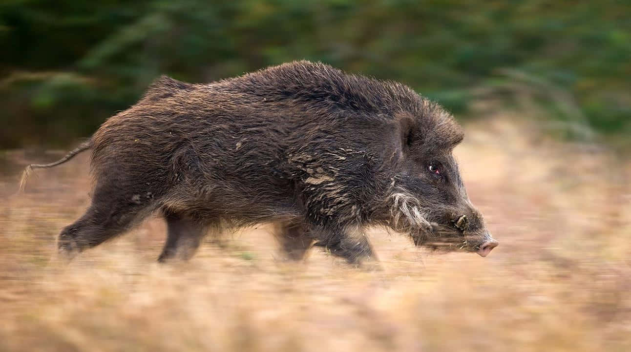 Wild Boar, the King of the Forest