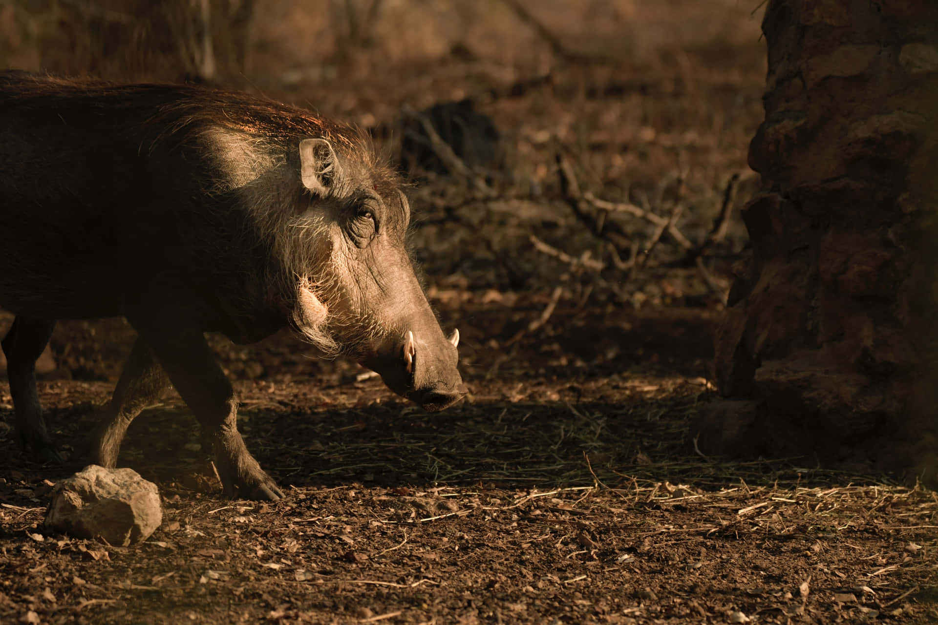 A wild boar roams through a grassy landscape.