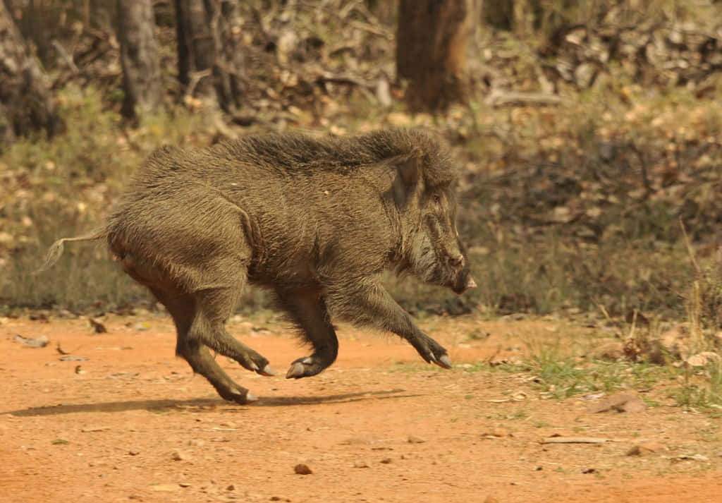 A wild boar runs in an open field.
