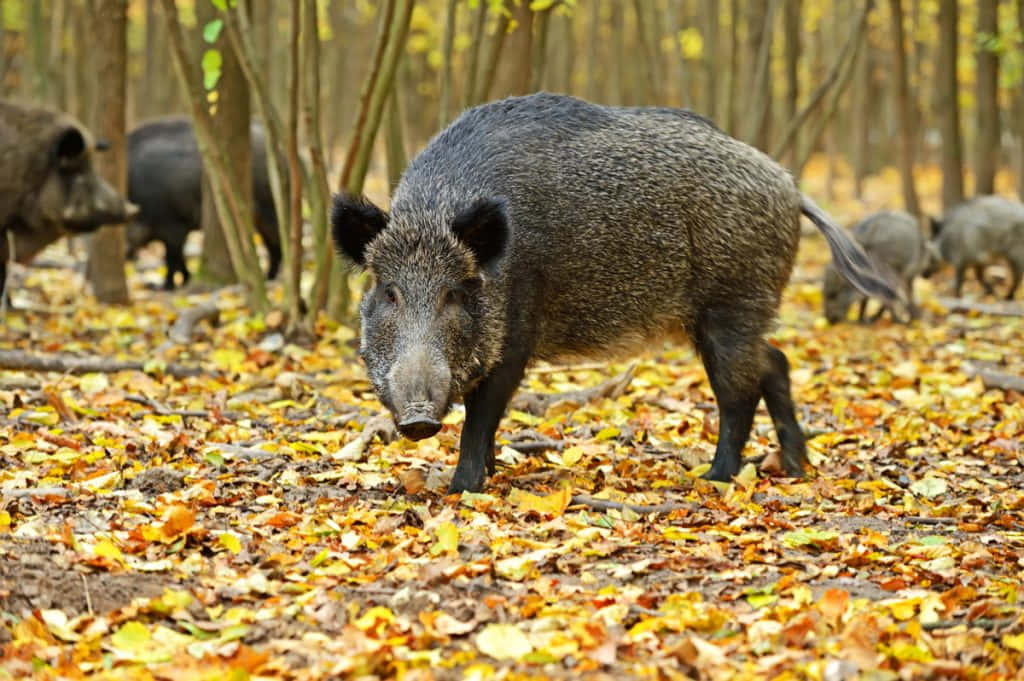 A wild boar foraging for food in a grassy meadow.