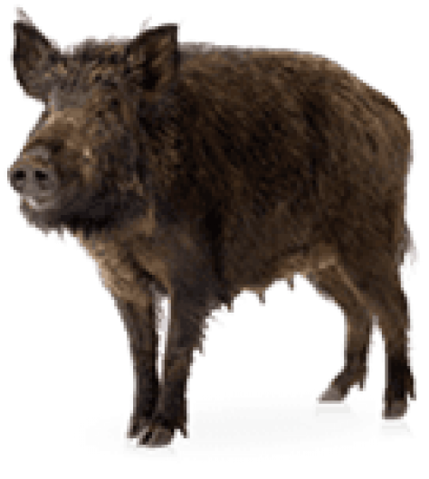 Wild Boar Standing Transparent Background.png PNG