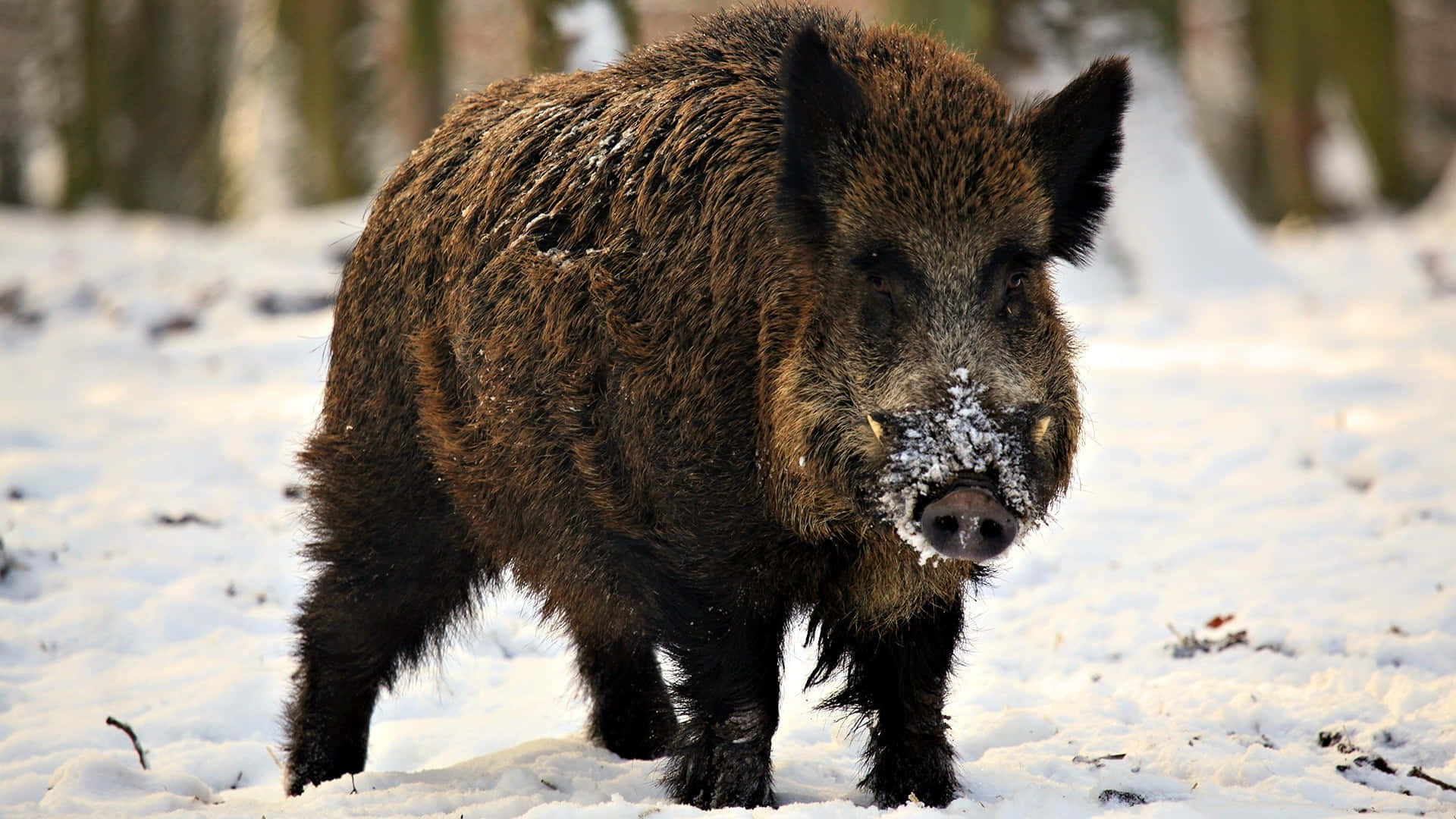 Wild Zwijn In Sneeuwachtig Bos Achtergrond