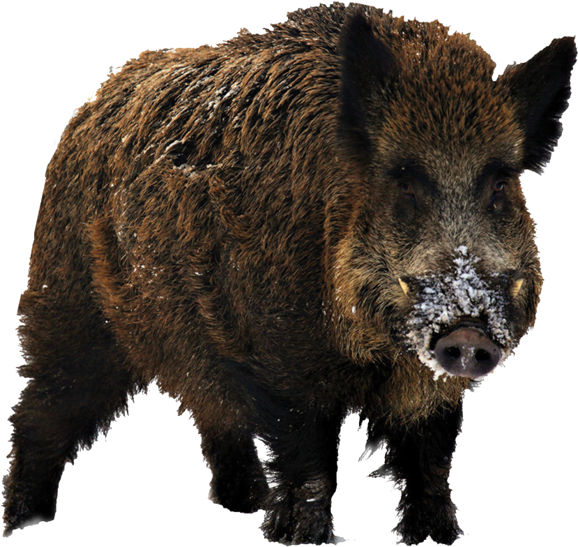 Wild Boarwith Snowon Snout.png PNG