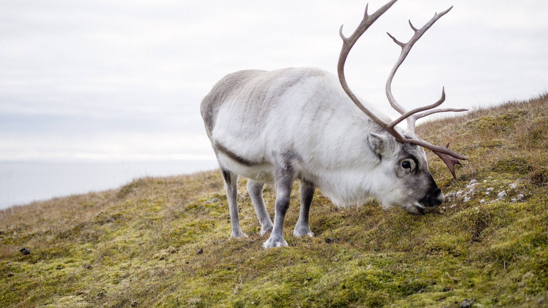 Wild Caribou Arctic Reindeer Wallpaper