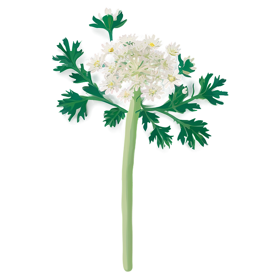 Wild Carrot Png Wun79 PNG