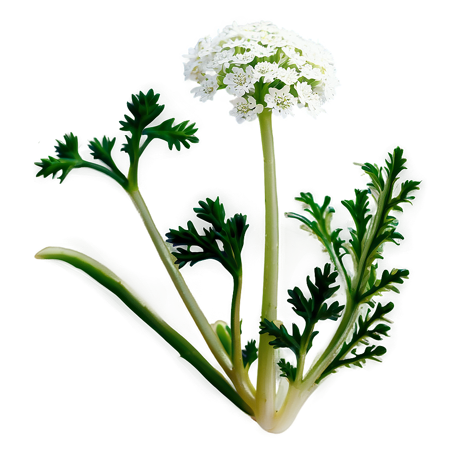 Wild Carrot Png Ynj11 PNG