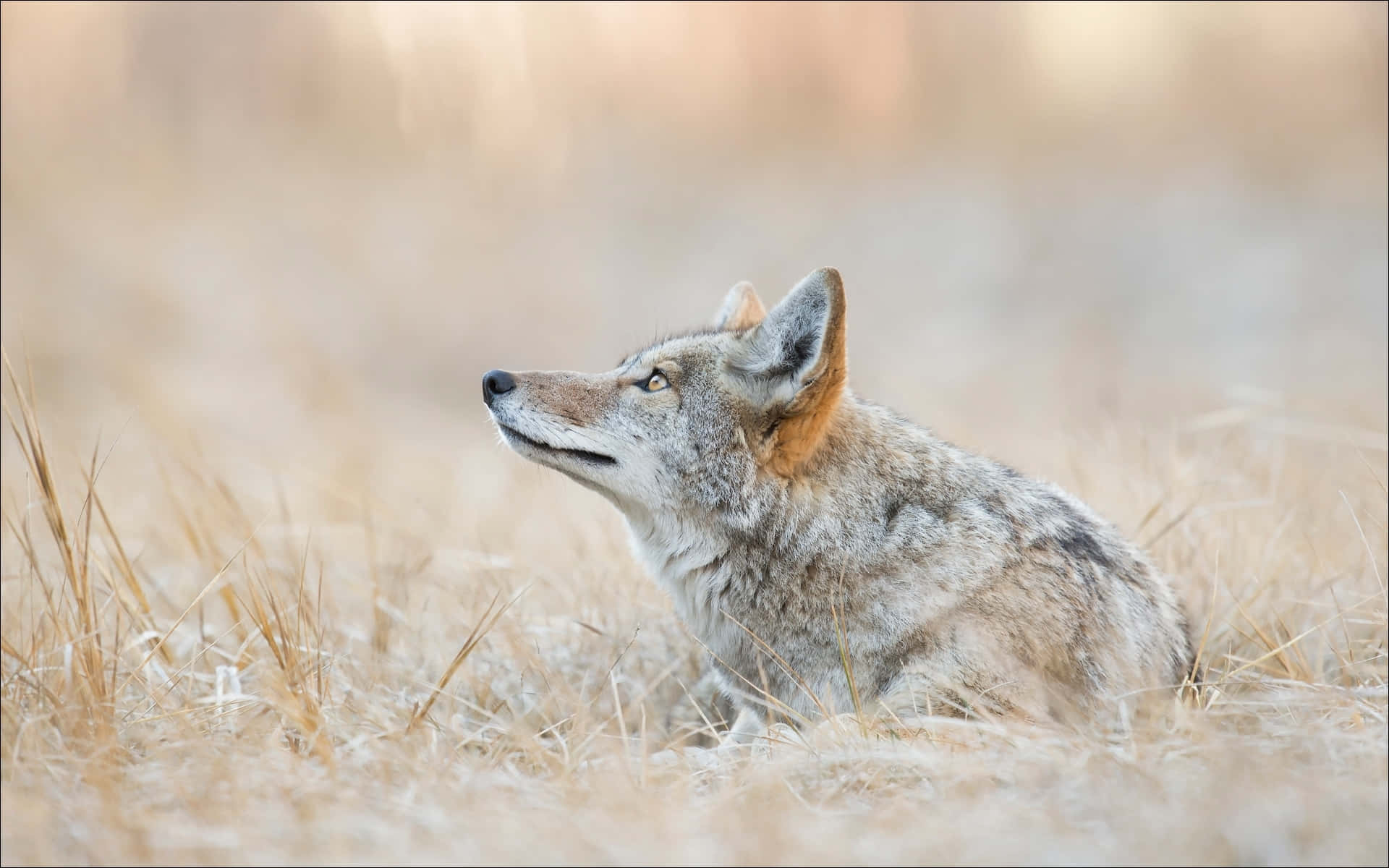 Wild Coyote Resting In The Tall Grass Wallpaper