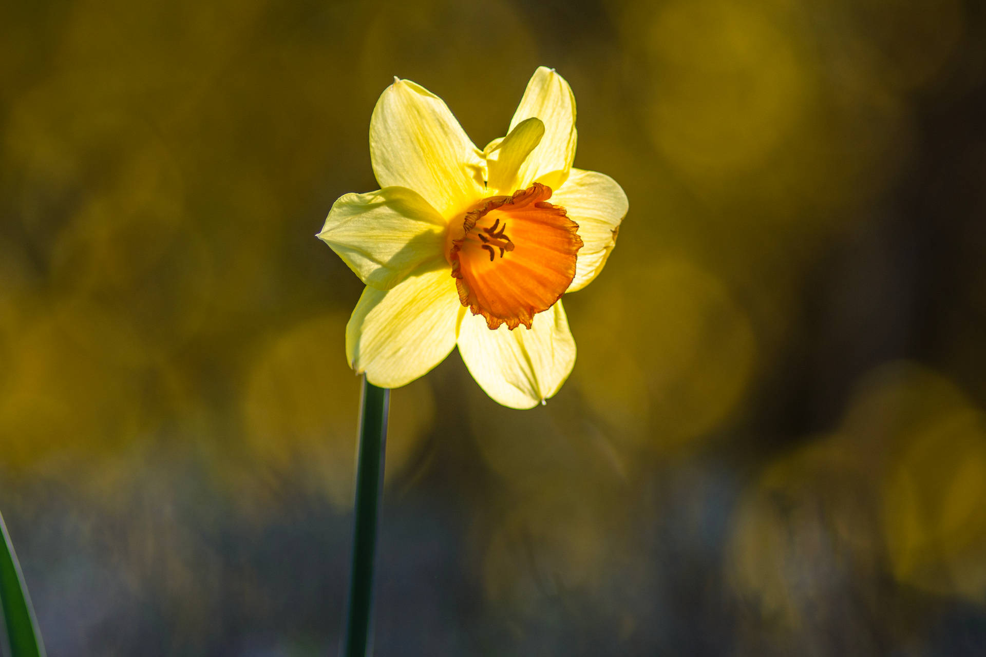 Wild Daffodil In Bokeh Effect