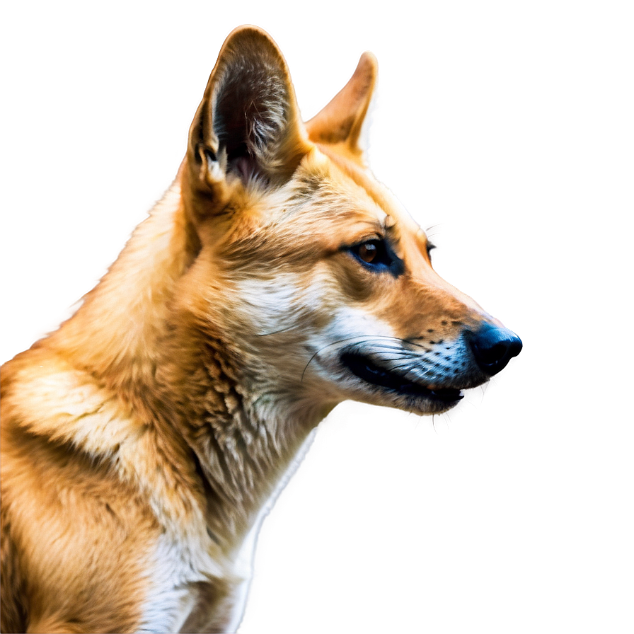 Wild Dingo Pose Png 21 PNG