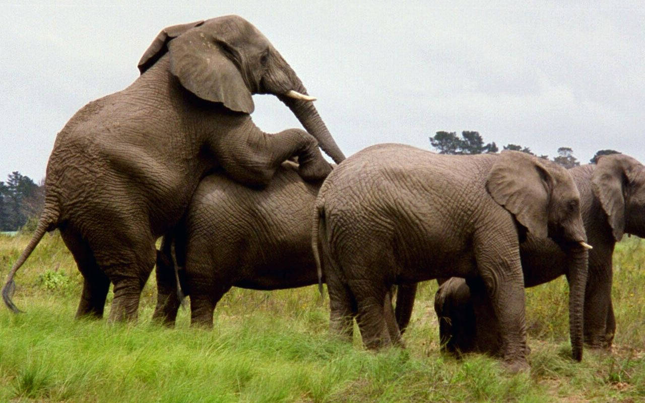 Majestic Elephant Herd Mating Wallpaper
