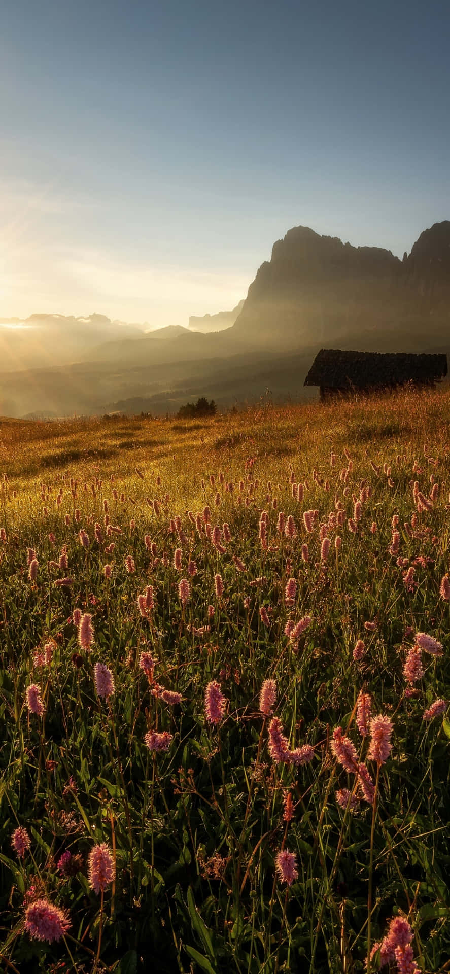 Captivating Wild Flower Meadow in Full Bloom Wallpaper