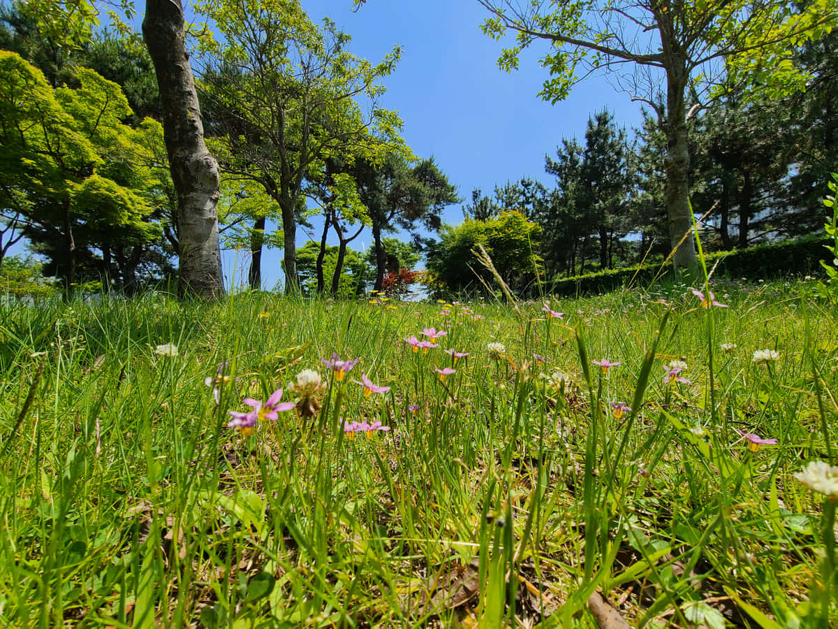 Vibrante Villblomster Blomstrer I En Frodig Eng Bakgrunnsbildet