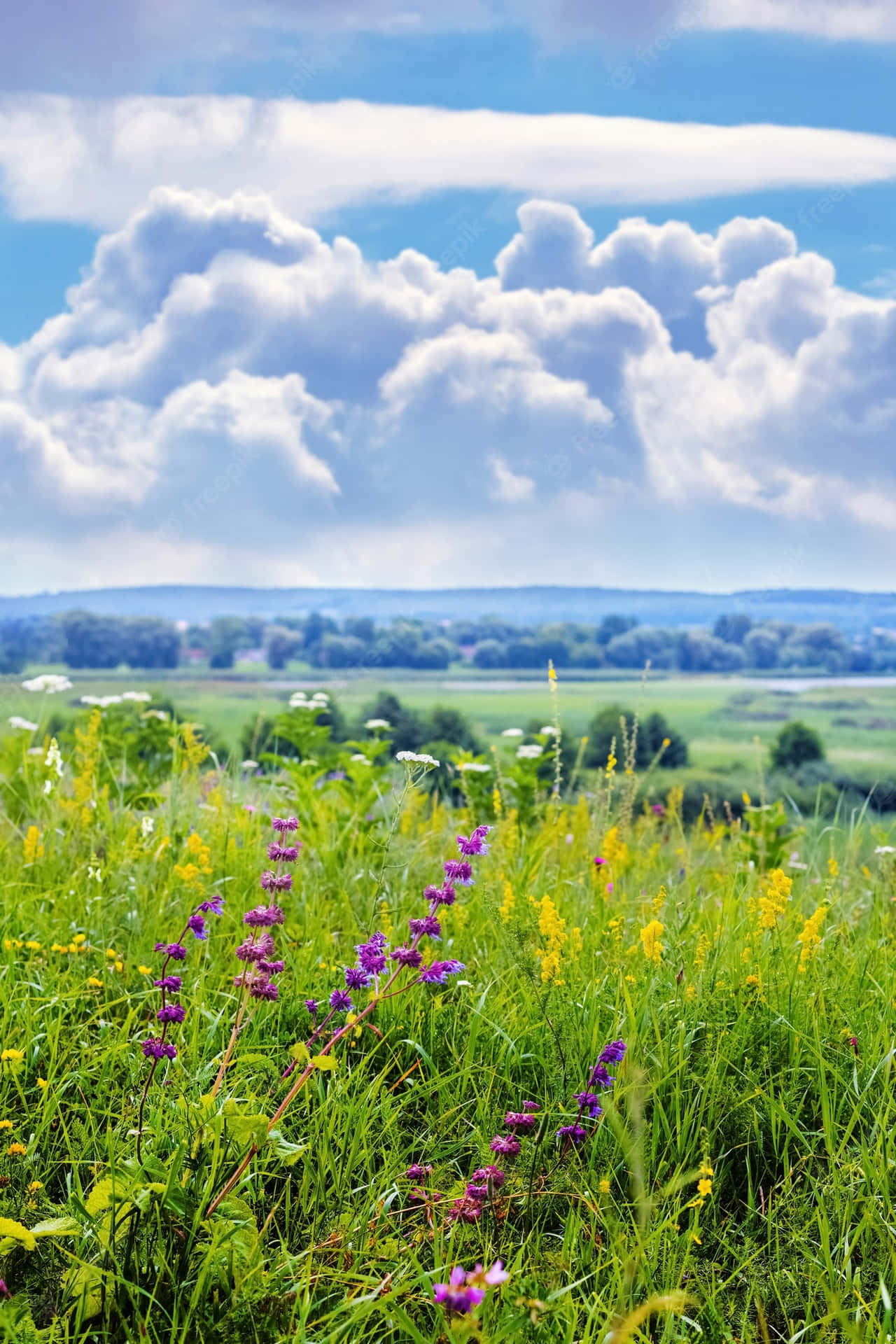 Fantastiske Villblomster I En Frodig Eng Bakgrunnsbildet