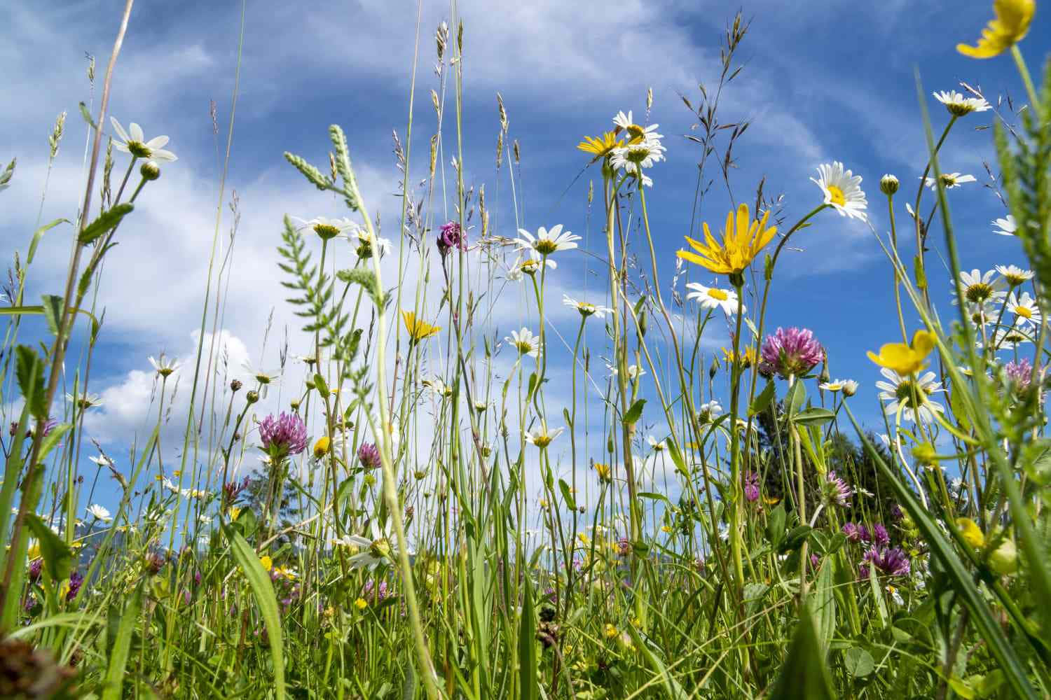 Fengslende Villblomster Blomstrer I Engen Bakgrunnsbildet