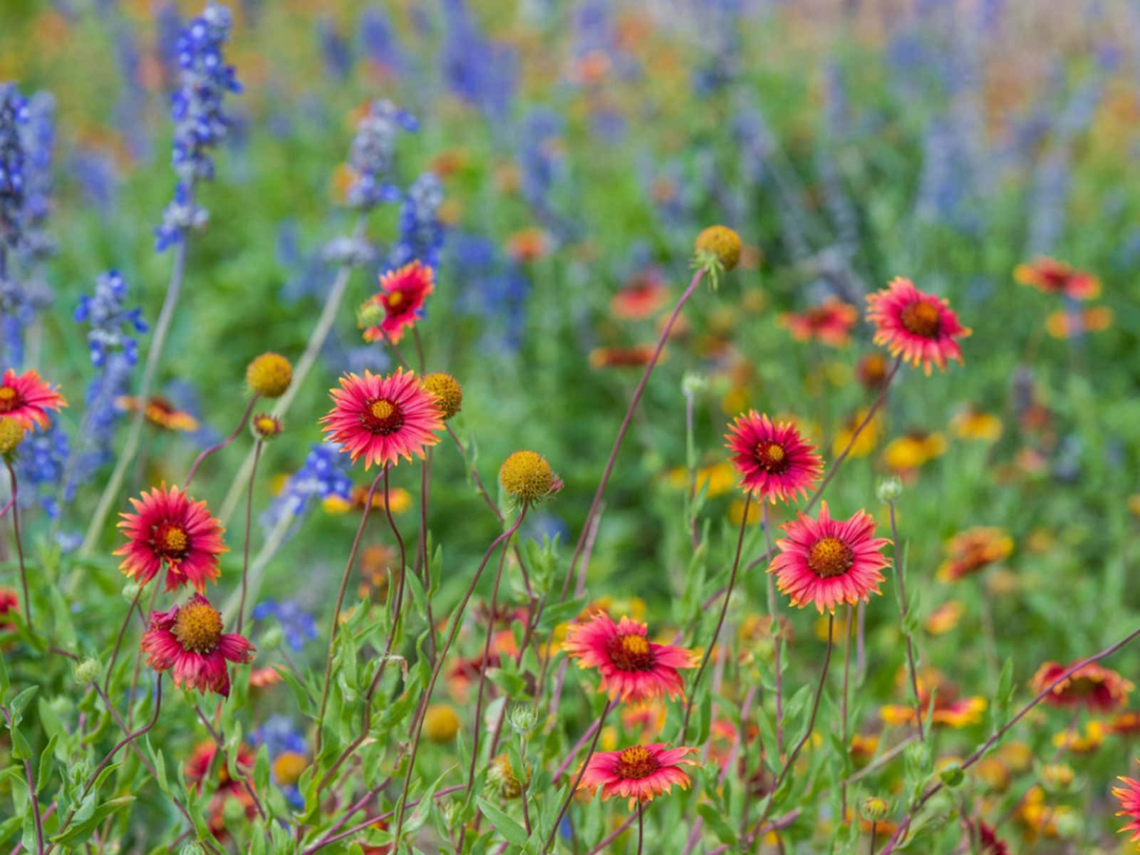 Vibrerende Villblomster I En Lush Eng Bakgrunnsbildet