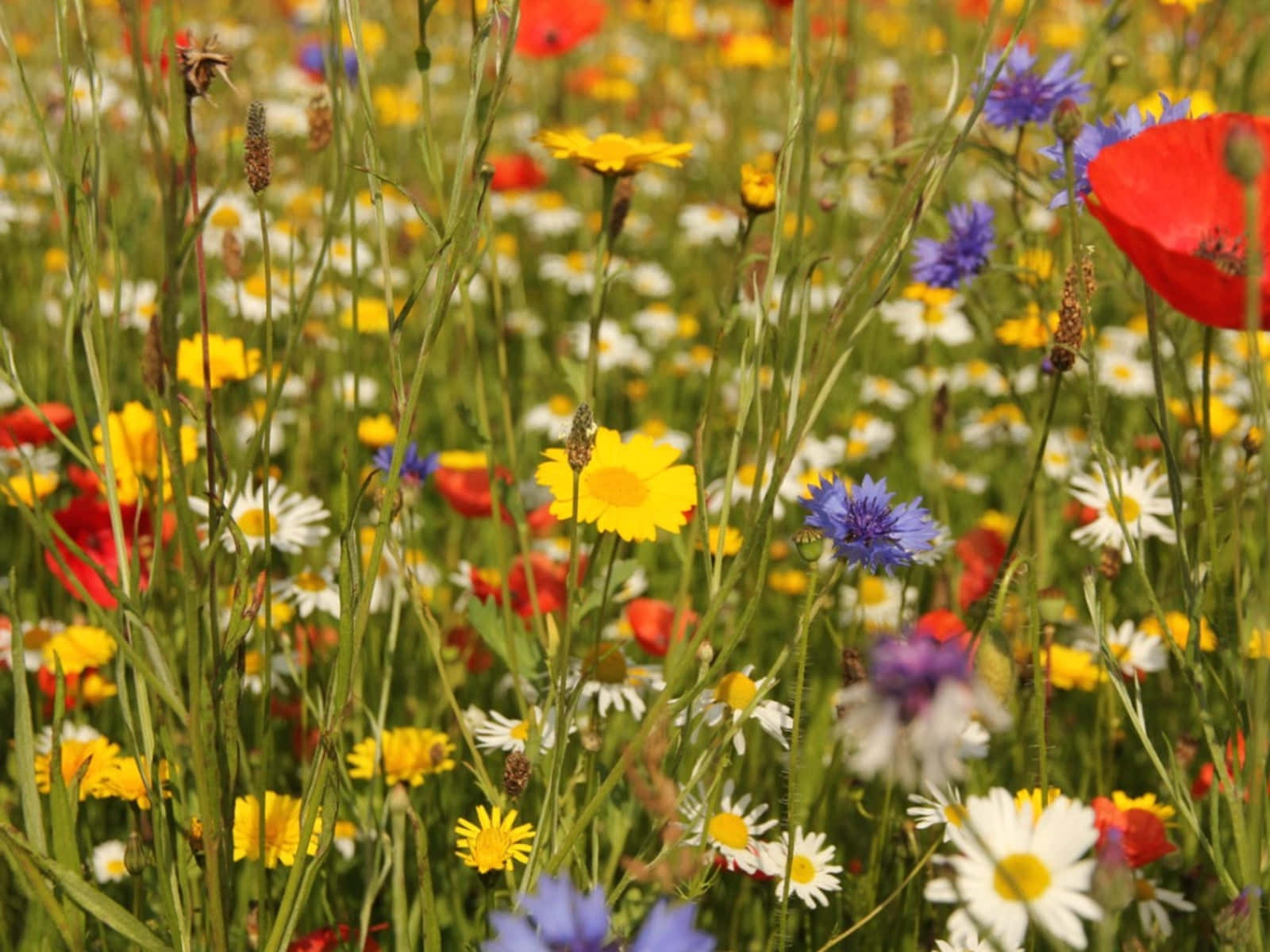 Rolig Villblomstereng I Full Blomst Bakgrunnsbildet