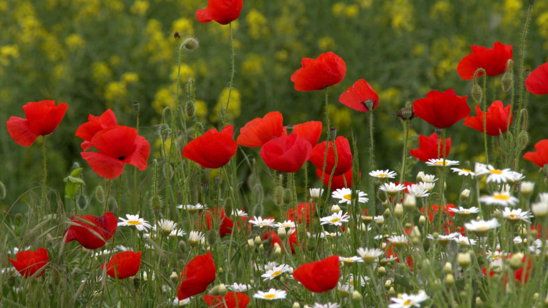 A vibrant meadow filled with wildflowers in full bloom Wallpaper