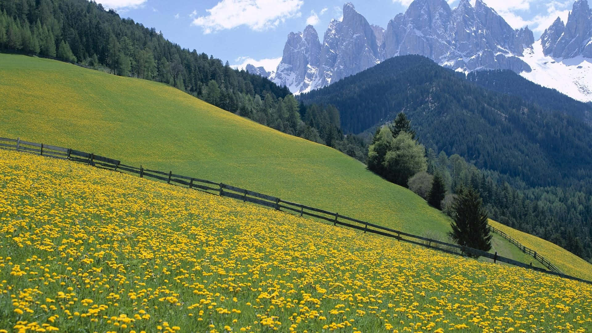 Vibrant Wildflowers Blooming in a Lush Meadow Wallpaper