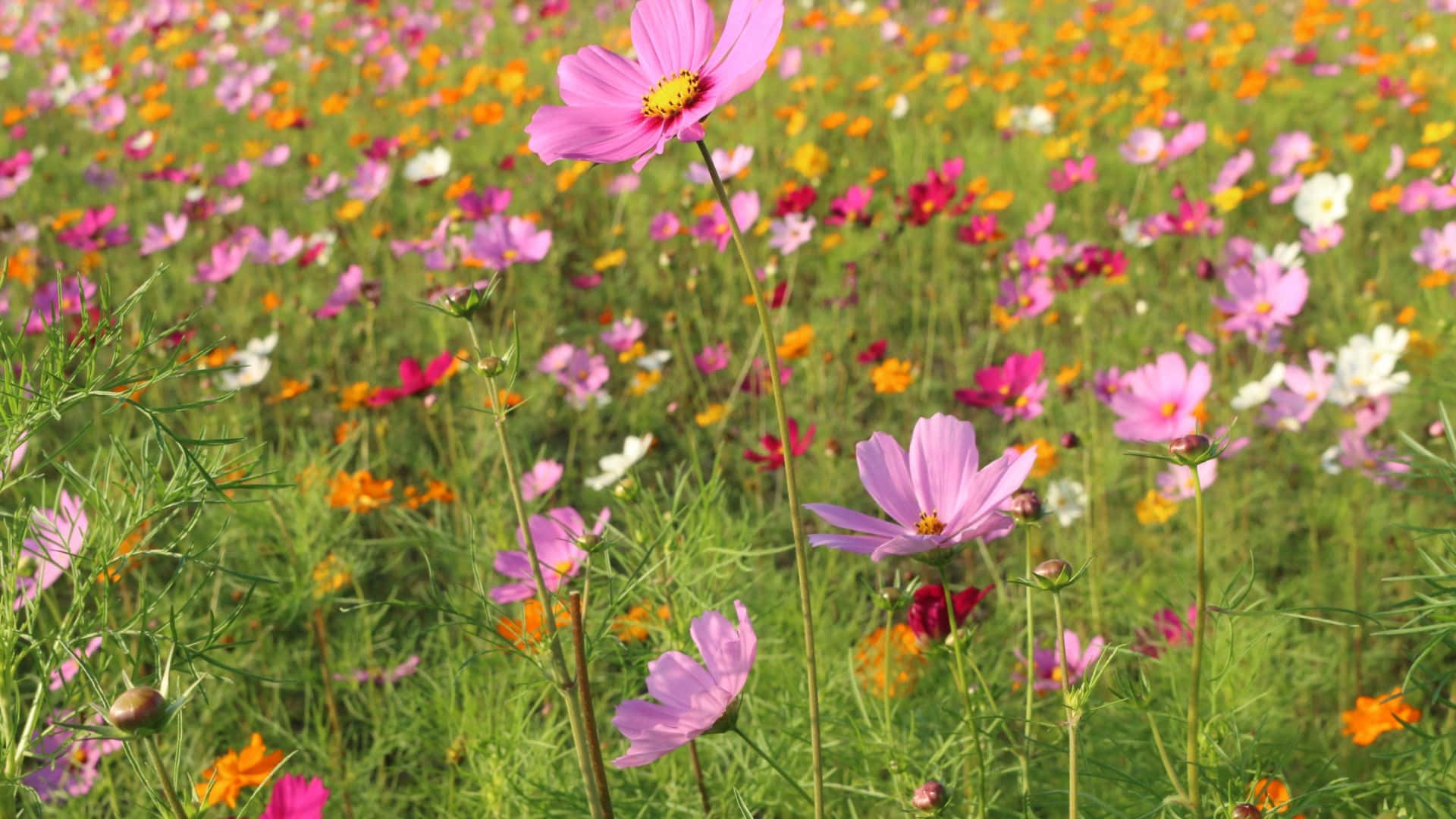 Vibrerende Villblomster Blomstrer I Pittoresk Eng Bakgrunnsbildet