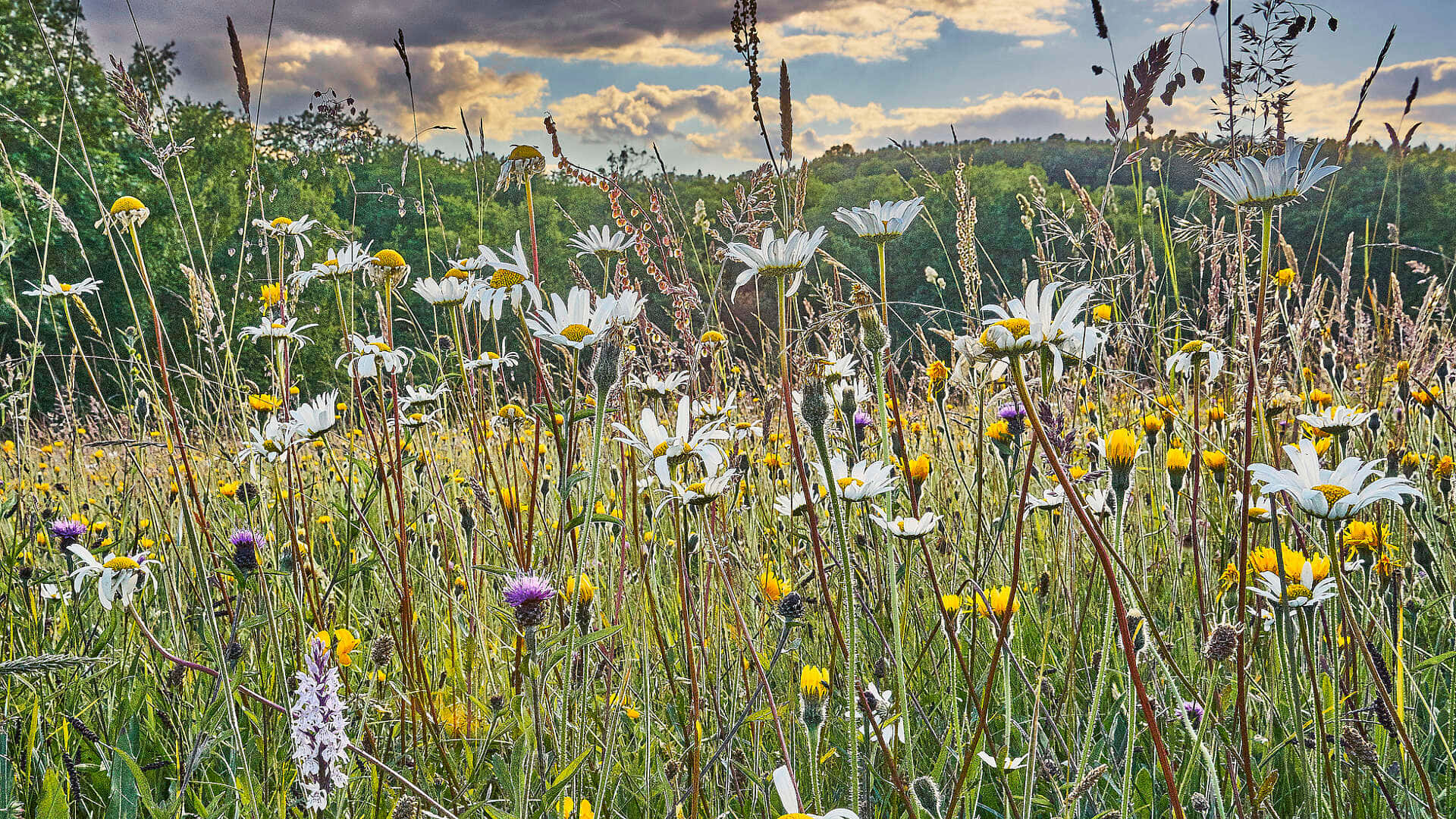 Blomstrende Villblomster I En Frodig Eng Bakgrunnsbildet