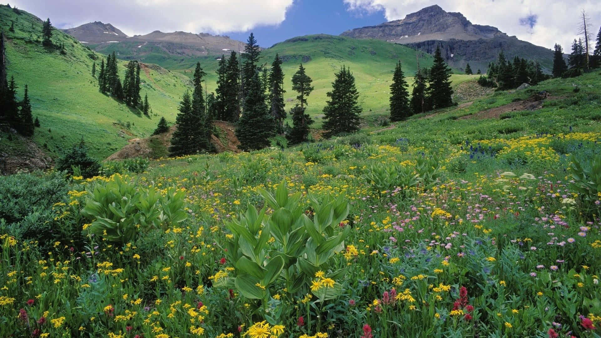 Caption: Tranquil Wildflower Meadow in Full Bloom Wallpaper