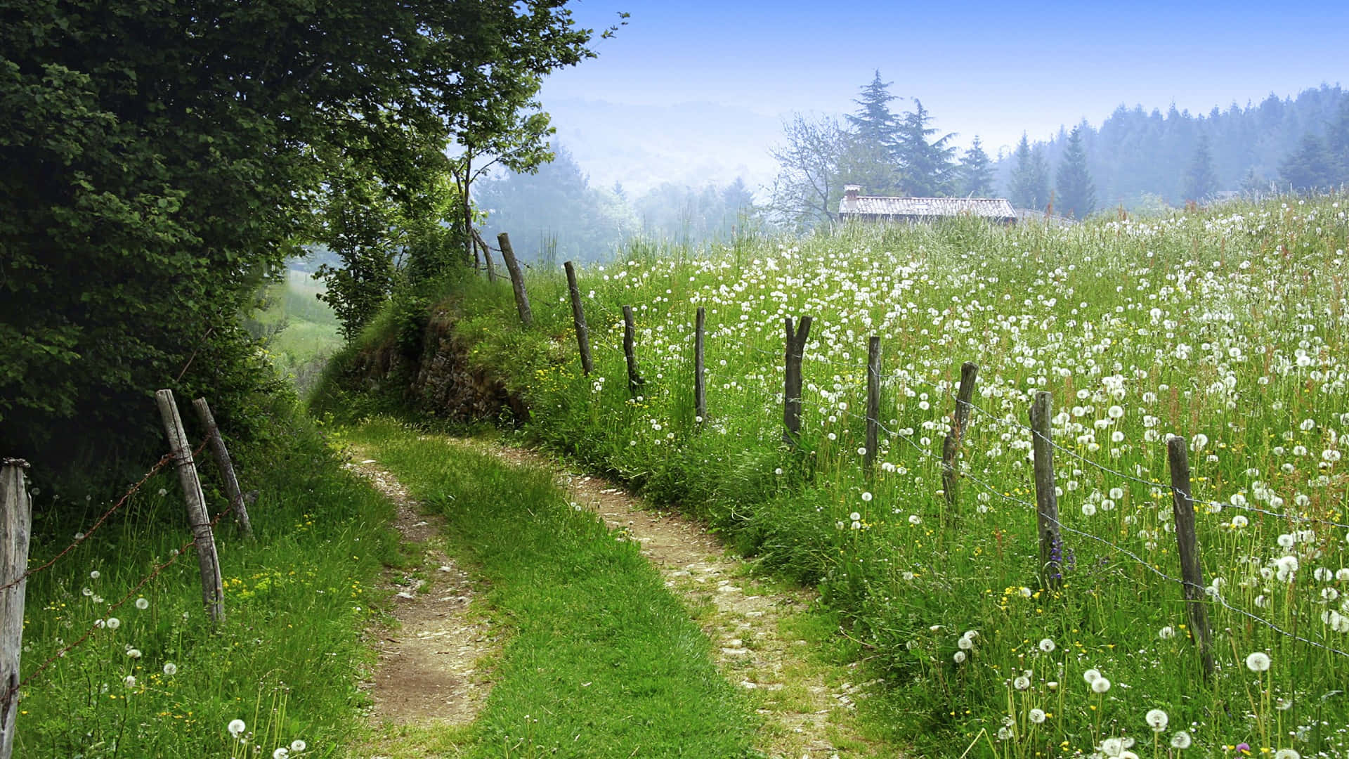 Beautiful Wildflowers Blooming in a Lush Meadow Wallpaper