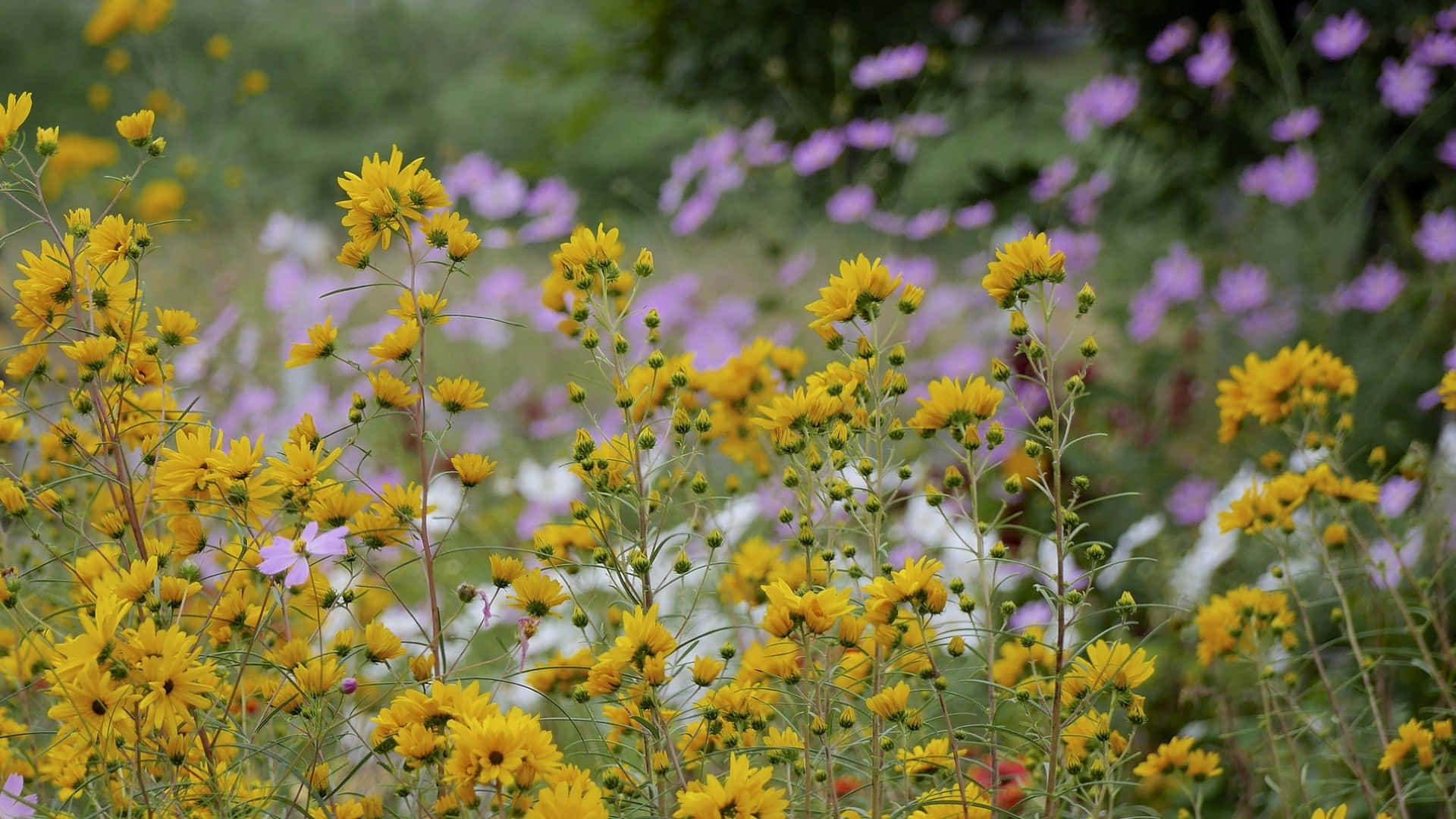 Enchanting Wild Flowers Blooming in a Lush Meadow Wallpaper