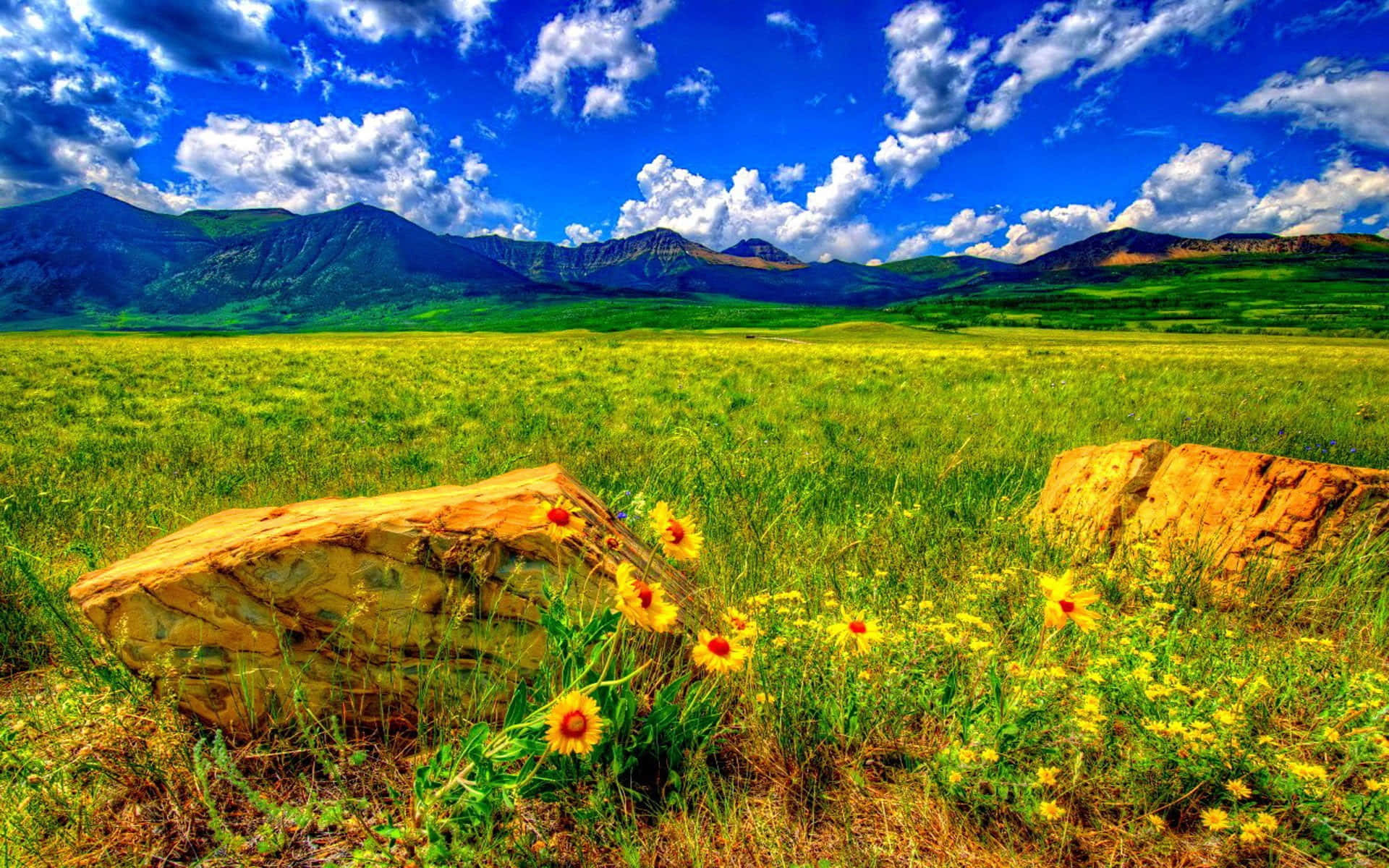 Vibrant Wildflowers Blooming in a Lush Meadow Wallpaper