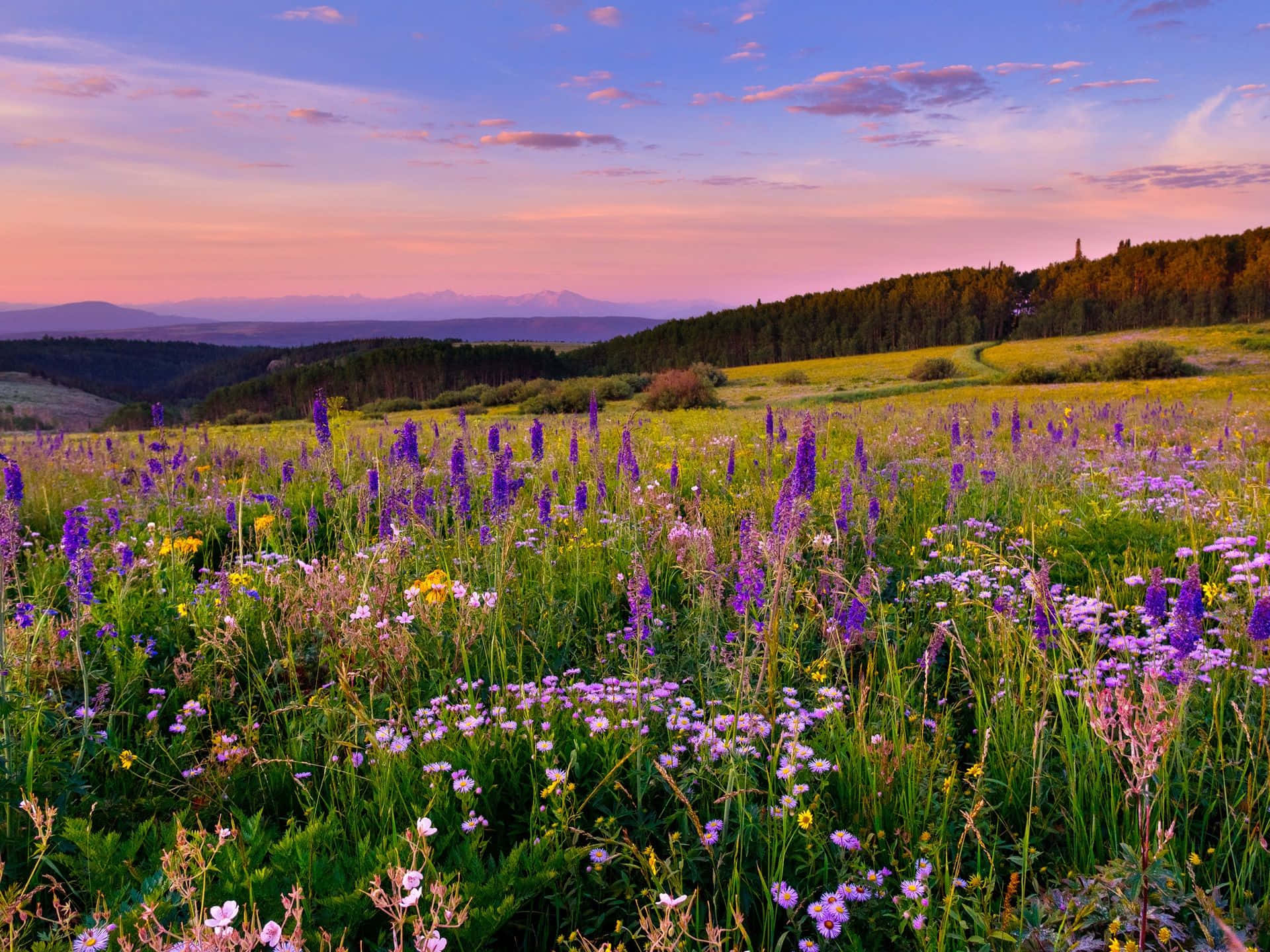 Beautiful Wild Flower-Studded Meadow Wallpaper