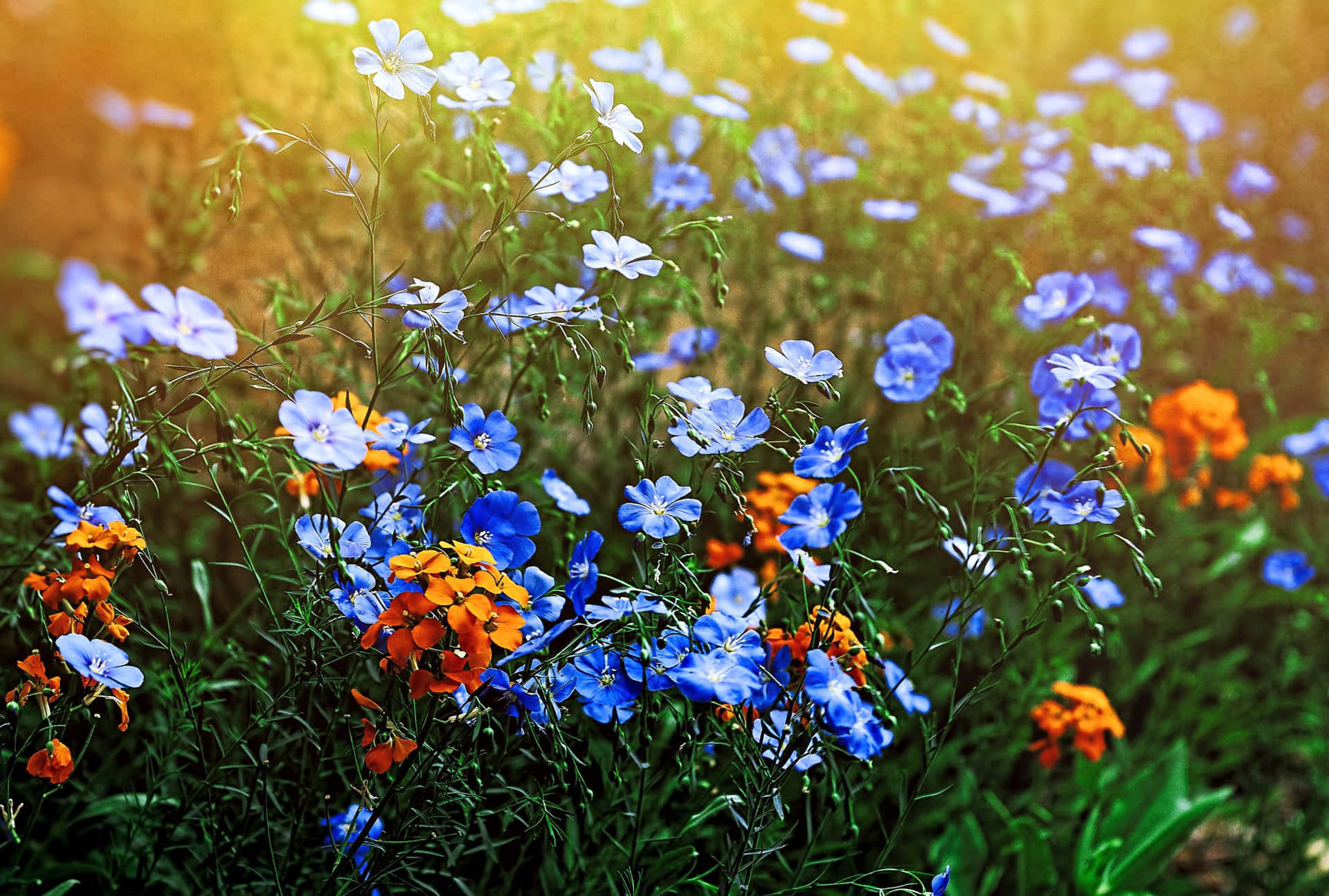 A scenic view of colorful wildflowers blooming in a lush meadow Wallpaper