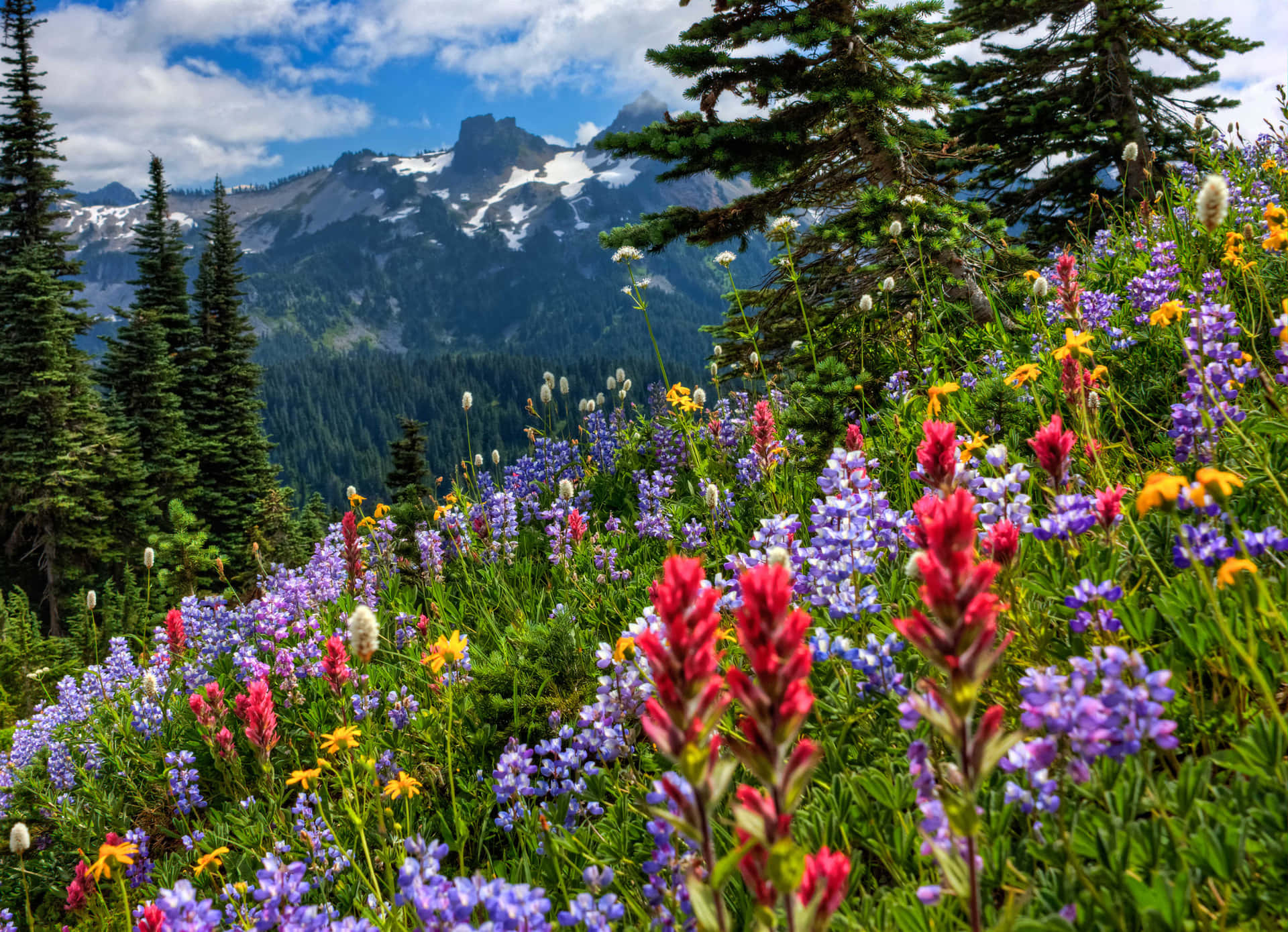 Download Enchanting Wildflowers Blooming in a Lush Meadow Wallpaper