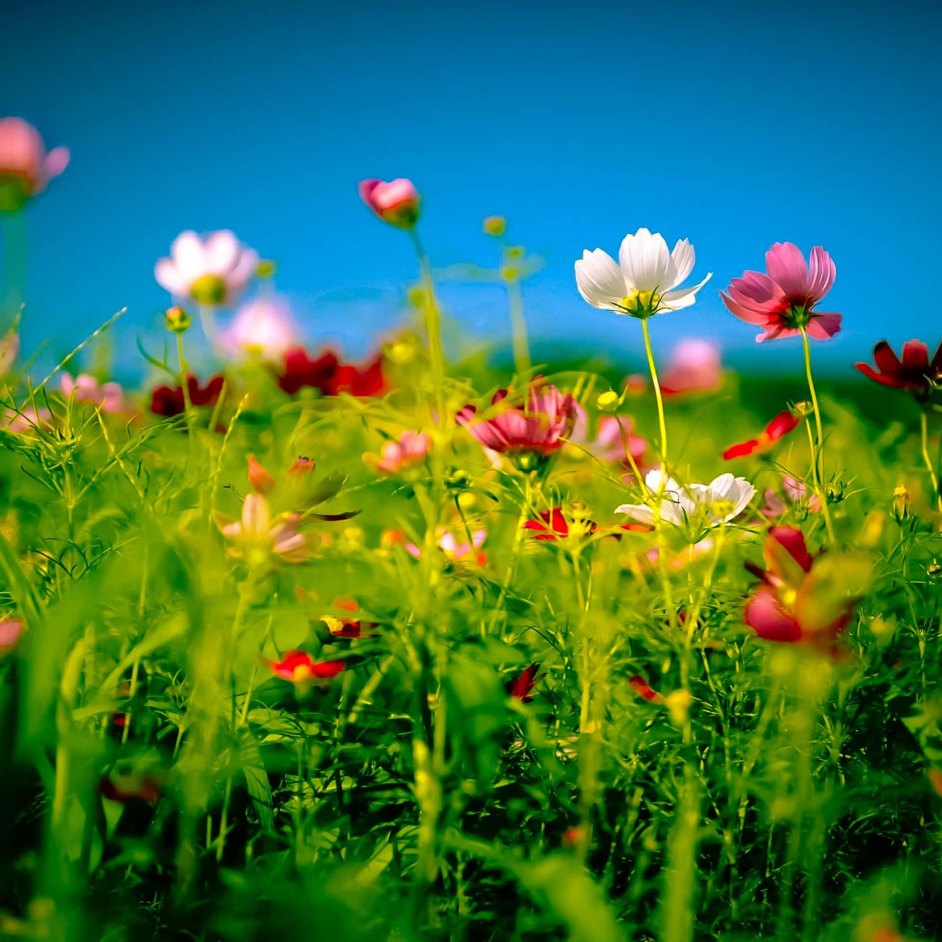 Enchanting Wildflowers in a Sunlit Meadow Wallpaper