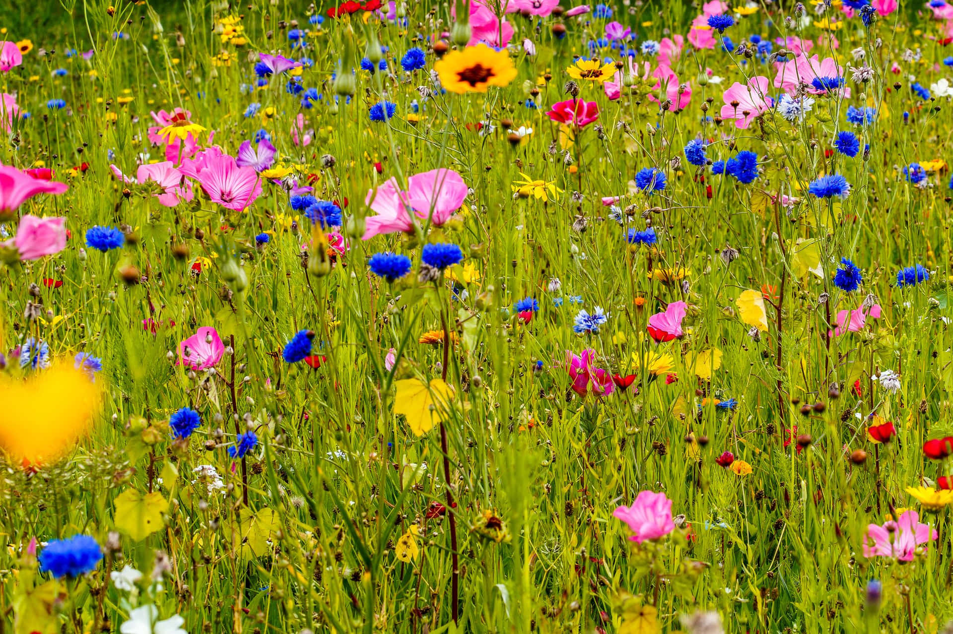 Livlige Villblomster Blomstrer I En Eng Bakgrunnsbildet