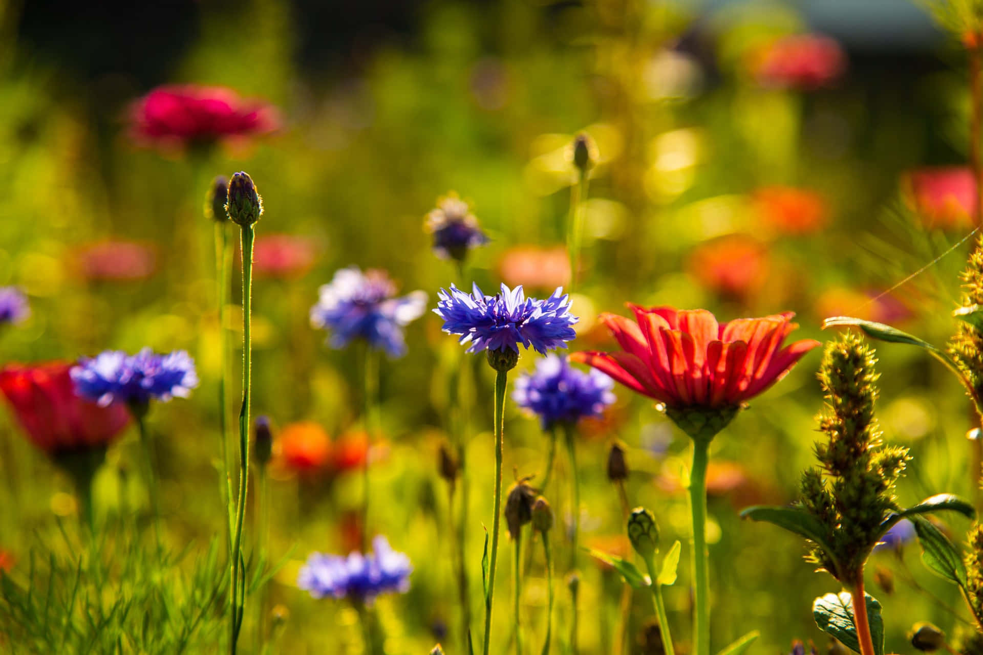Vibrant Wildflowers Blooming in a Lush Meadow Wallpaper