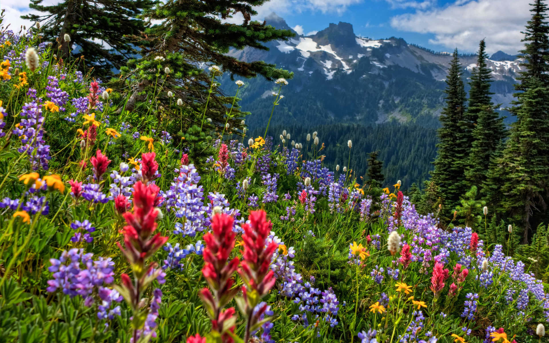 Blooming wildflowers in a picturesque meadow Wallpaper