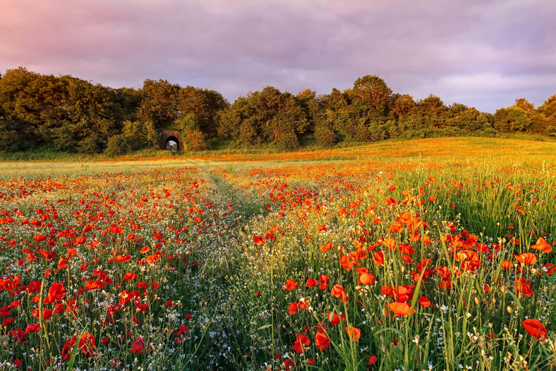 Enchanting Wildflower Meadow Landscape Wallpaper