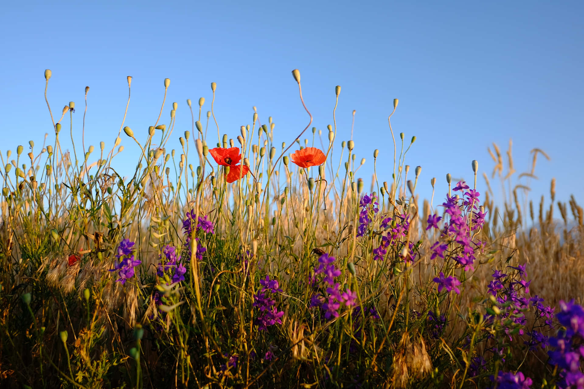 A Vibrant Meadow Bursting with Blooming Wildflowers Wallpaper