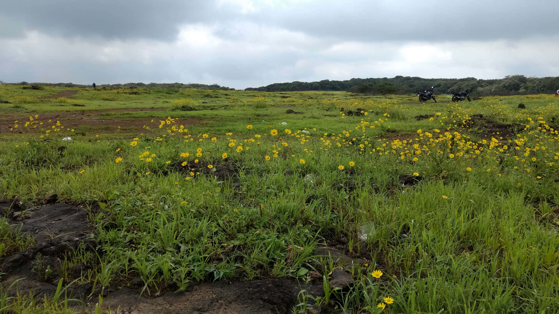 Vibrant Wildflowers in a Lush Meadow Wallpaper