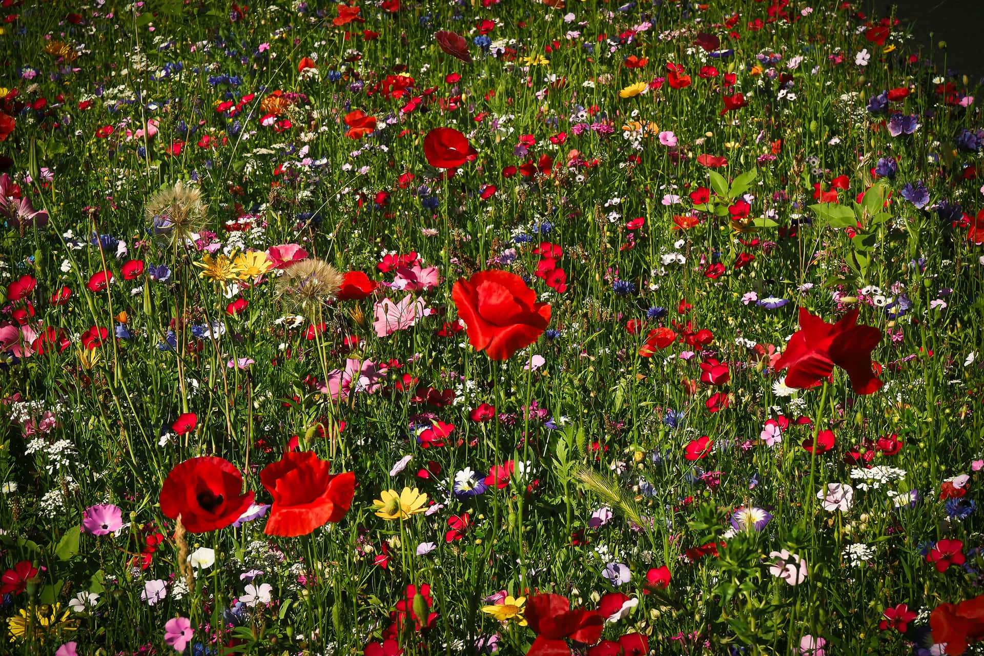 A breathtaking view of wildflowers blooming in a vast meadow Wallpaper