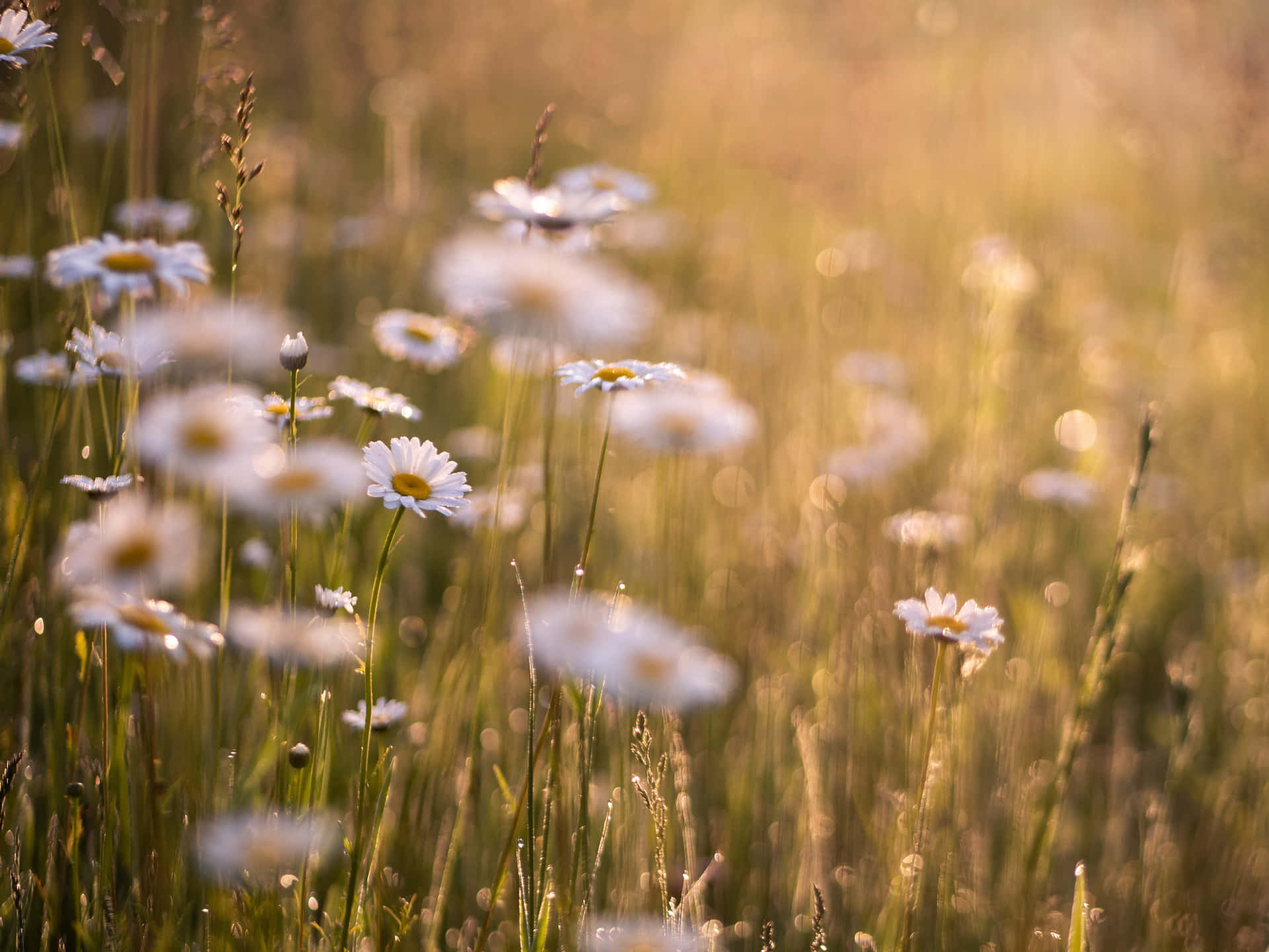 A Beautiful Summer Meadow with Wild Flowers Wallpaper