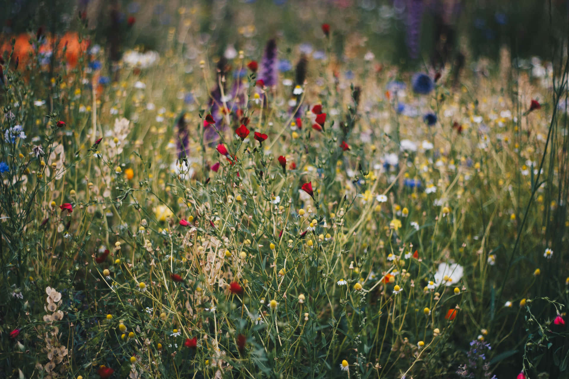 Vibrant Wildflowers Blooming in Picturesque Meadow Wallpaper