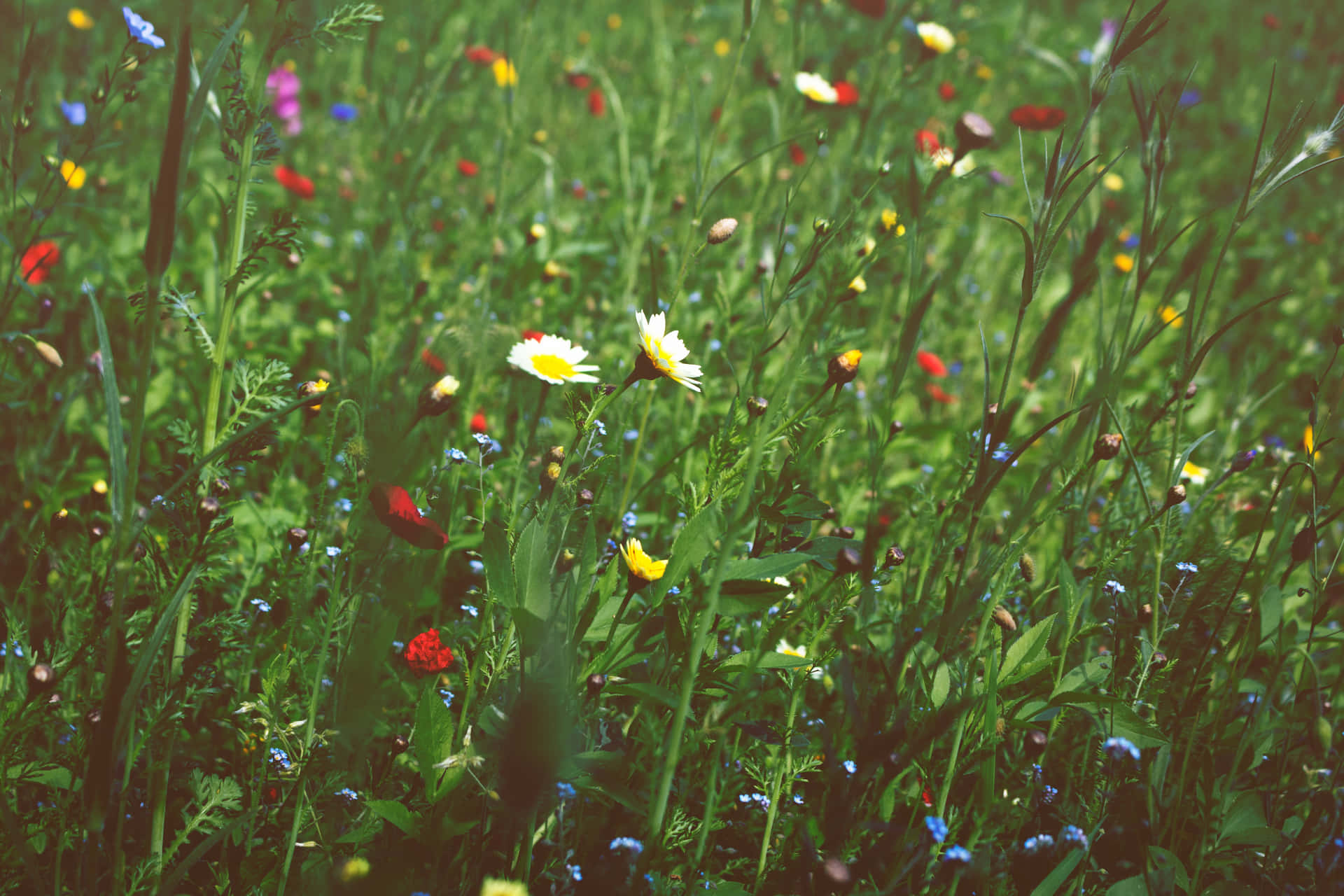 A vibrant meadow adorned with colorful wildflowers. Wallpaper