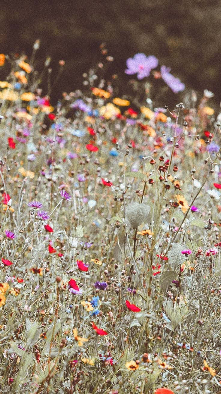 Livlige Ville Blomster Blomstrer I En Solfylt Eng Bakgrunnsbildet