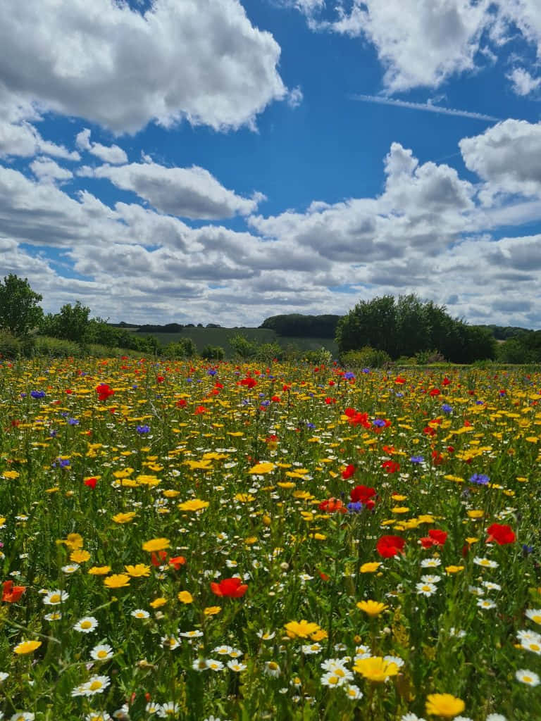 Villblomster Blomstrer I Fargerike Enge Bakgrunnsbildet