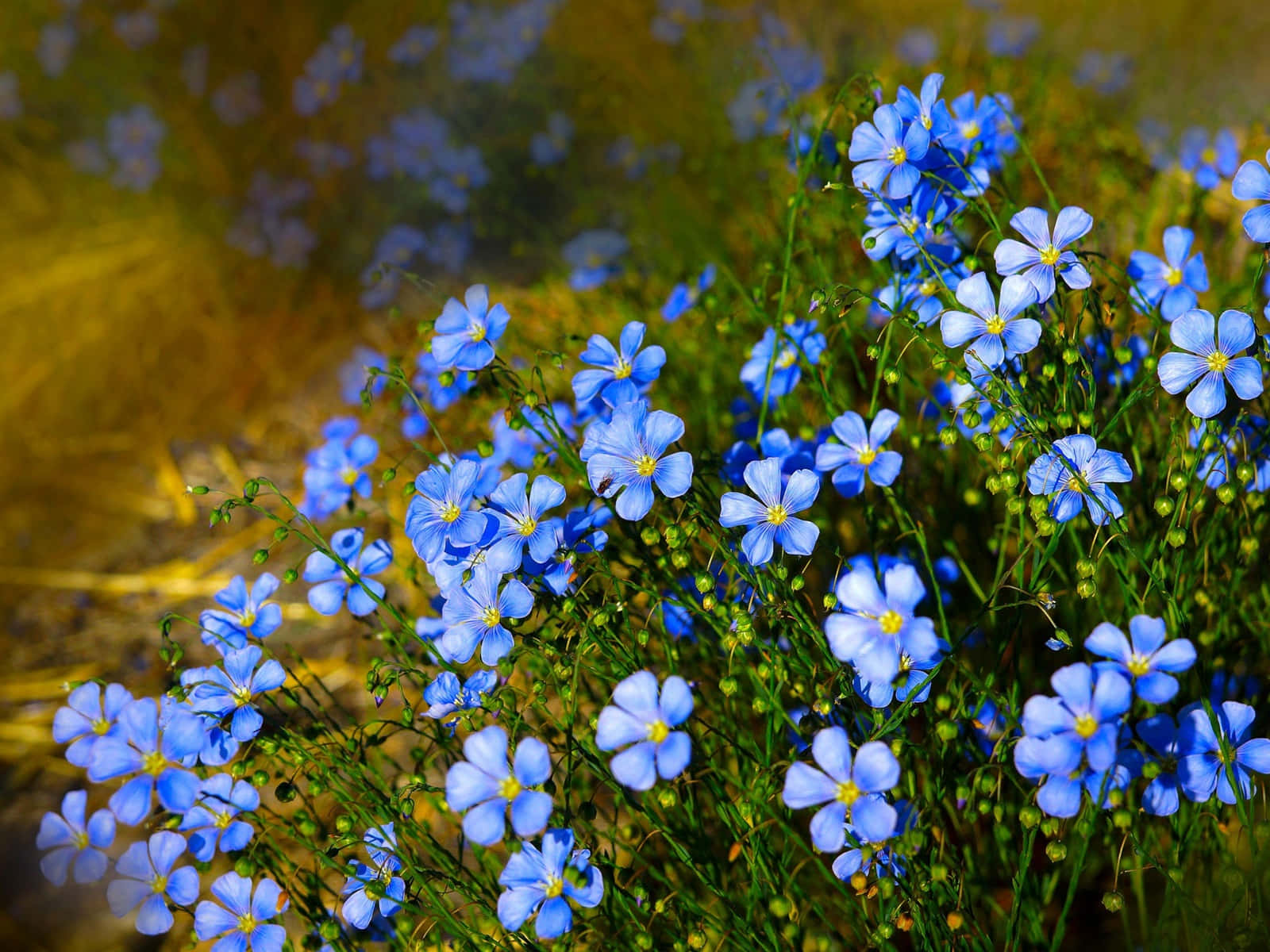 Wild Flowers Picture Forget Me Not Wallpaper