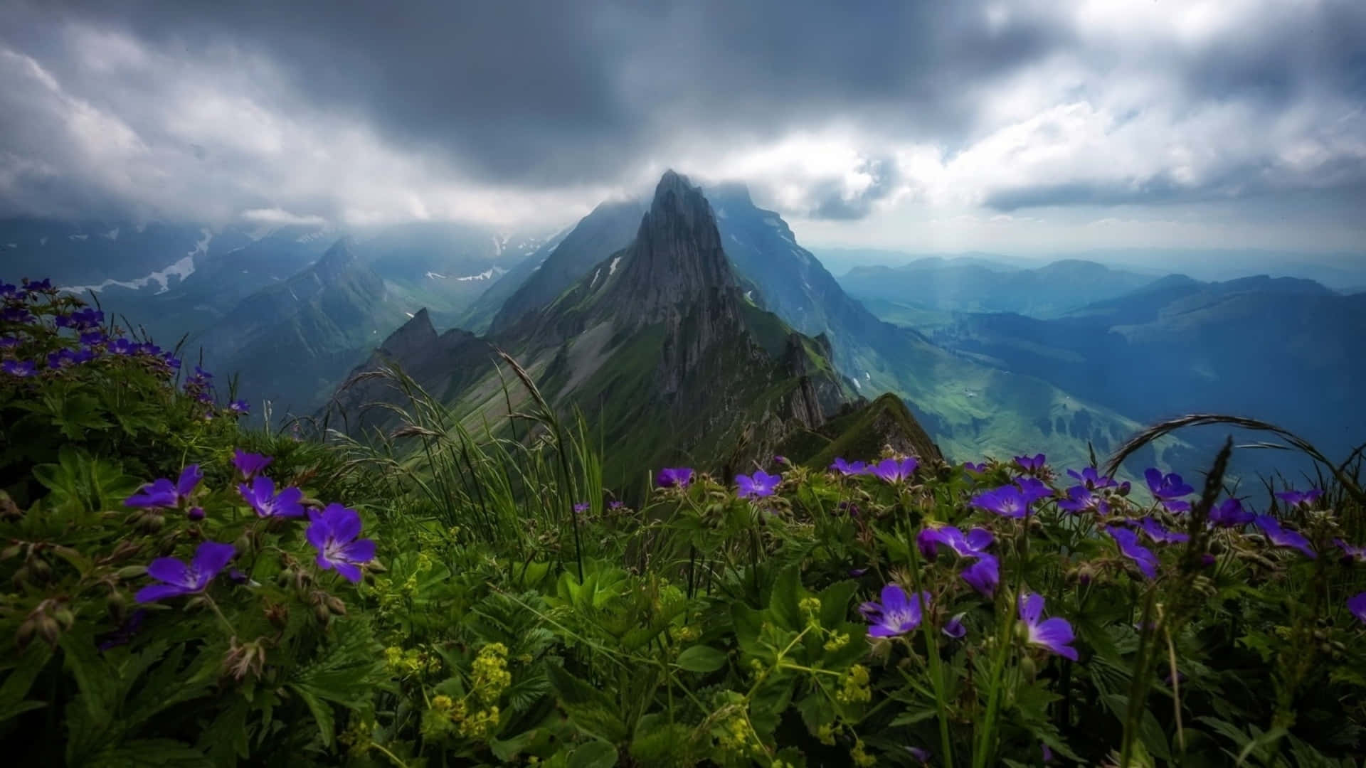 Wild Flowers Picture Mountain Landscape Wallpaper